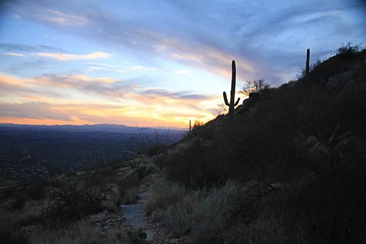 Desert hillside with silhouetted saguaro cacti against a blue, peach, and gold sunset.