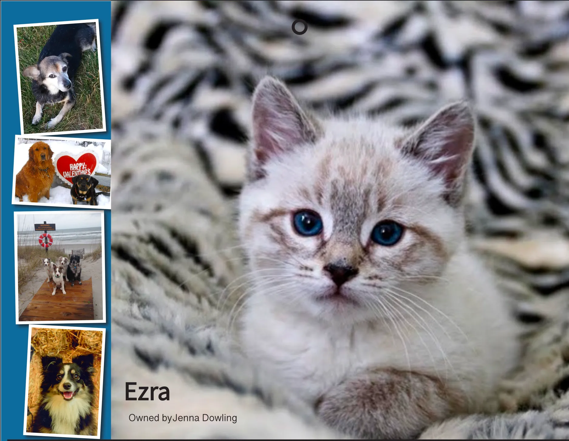 Calendar feature showing Ezra the kitten beside a column of additional pet photographs.