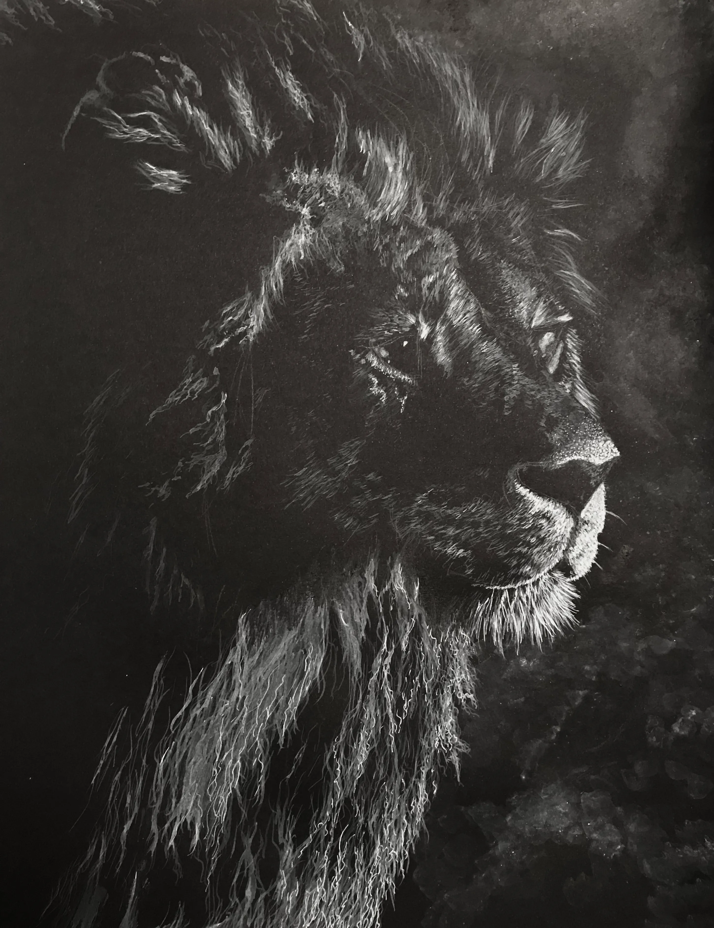 Monochrome drawing of a lion in profile, with pale highlights describing its face and mane against a dark ground.