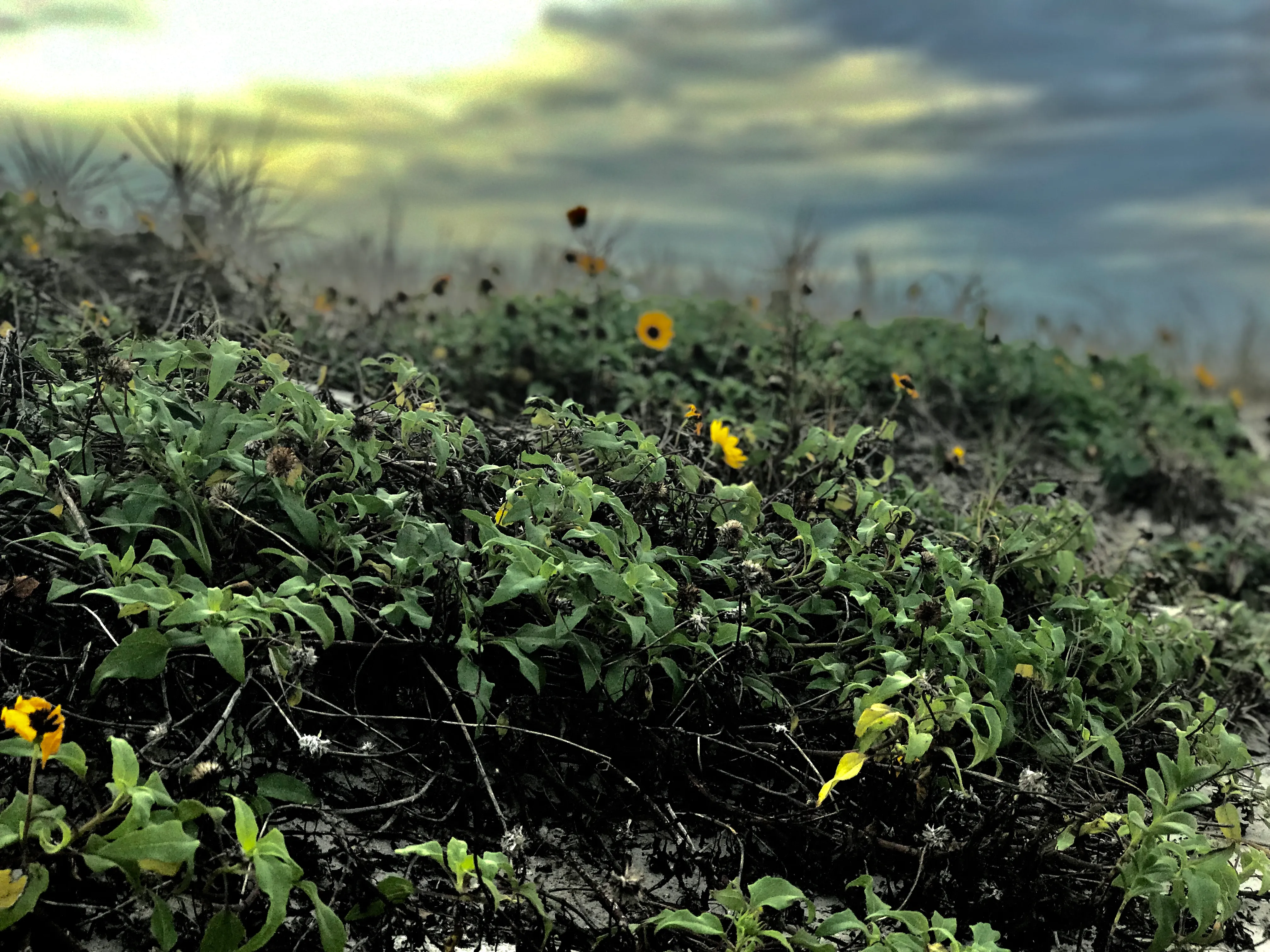 Small yellow wildflowers among dense green foliage beneath a softly focused cloudy sky.